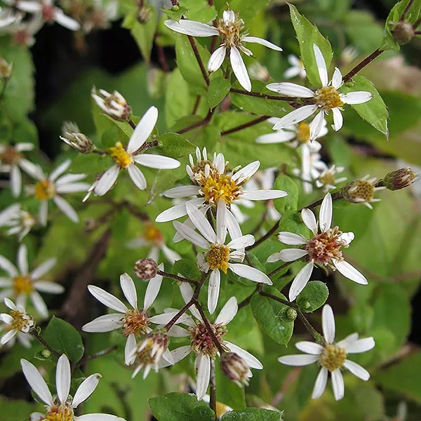 Aster (now Eurybia) divaricatus ‘Eastern Star’