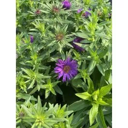 Aster Purple Dome 2 Gallon