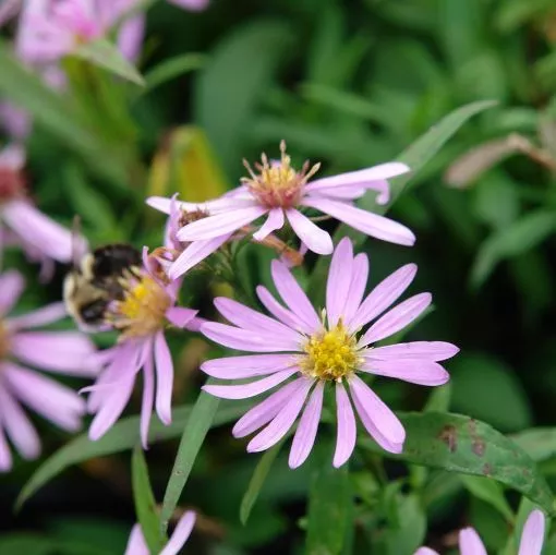 Aster 'Wood's Pink' - One Quart Pot