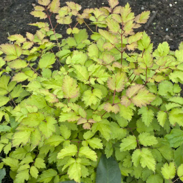 Astilbe ‘Amber Moon’