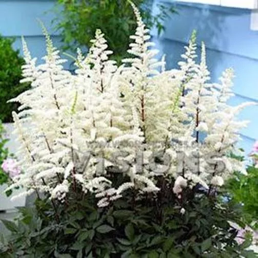 Astilbe arendsii ‘Cappuccino’