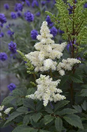 Astilbe ASTARY White (20)ct Flat