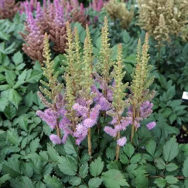 Astilbe c. Pumila
