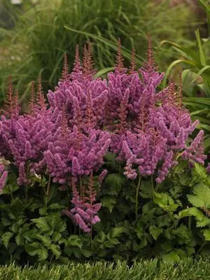 Astilbe c. 'Visions' (10)ct Quarts