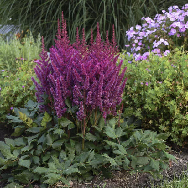 Astilbe chinensis ‘Visions’
