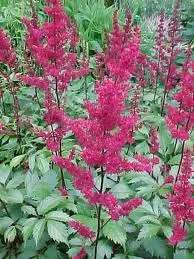 Astilbe ‘Elsie Schluck’