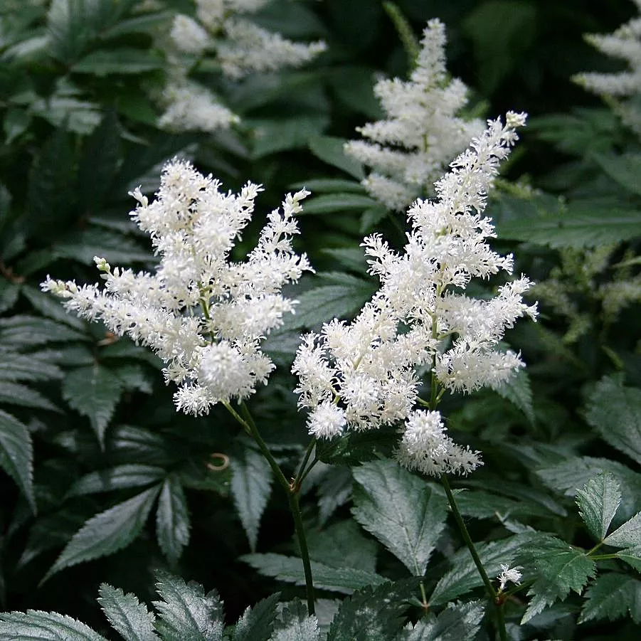 Astilbe False Spirea"Deutschland"