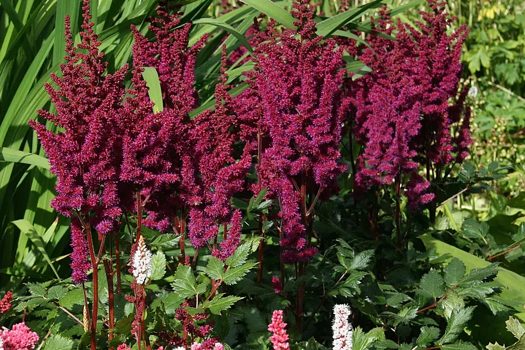 Astilbe False Spirea"Visions in Red"