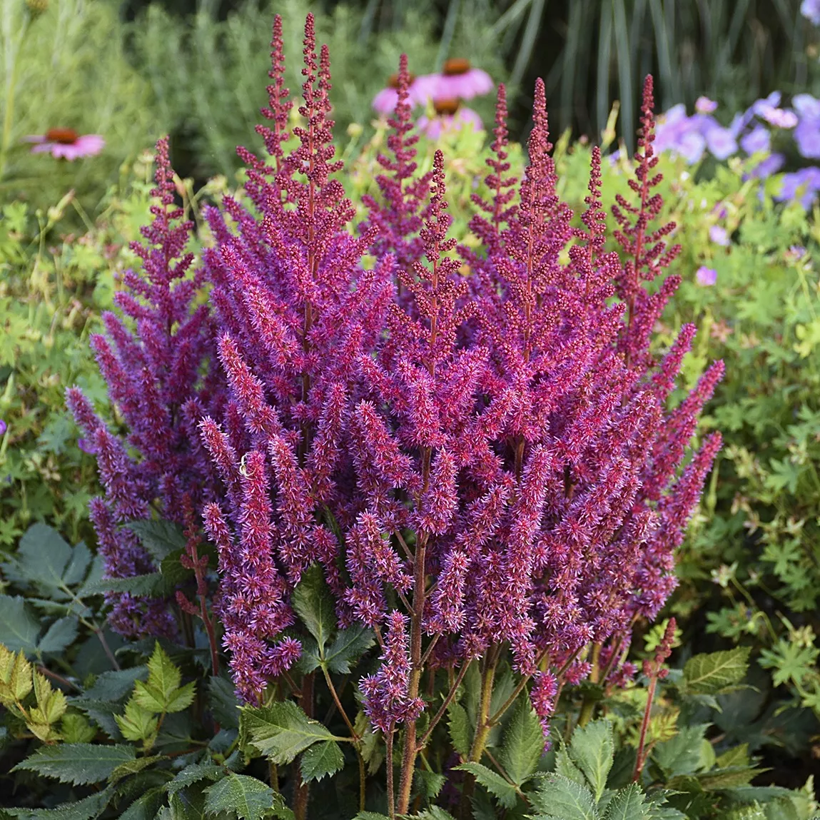Astilbe False Spirea"Visions"