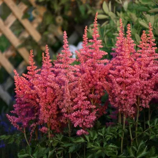Astilbe 'Rise And Shine' False Spirea - One Quart Pot