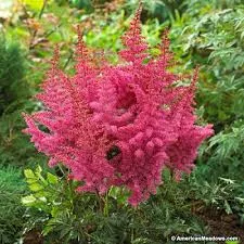 Astilbe ‘Rise and Shine’