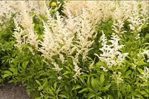 Astilbe ‘Snowdrift’
