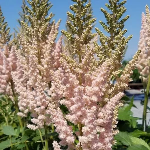 Astilbe 'Vision Inferno' False Spirea - One Quart Pot
