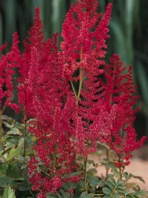 Astilbe x arendsii ‘Augustleuchten’