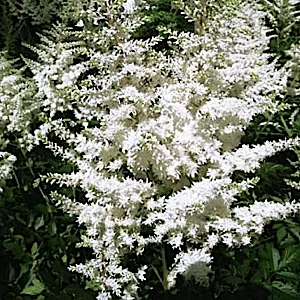 Astilbe x arendsii ‘Diamond’