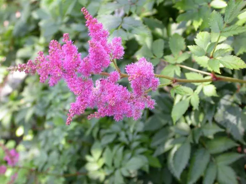 Astilbe x arendsii ‘Federsee’