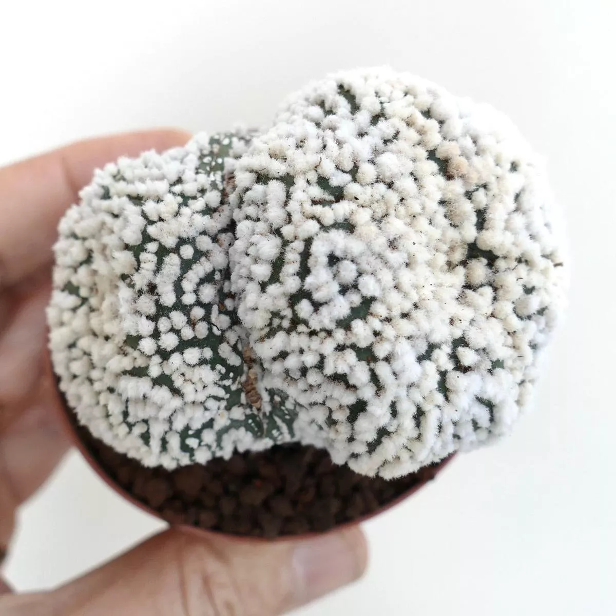 Astrophytum asterias cv HANAZONO 2 HEADS