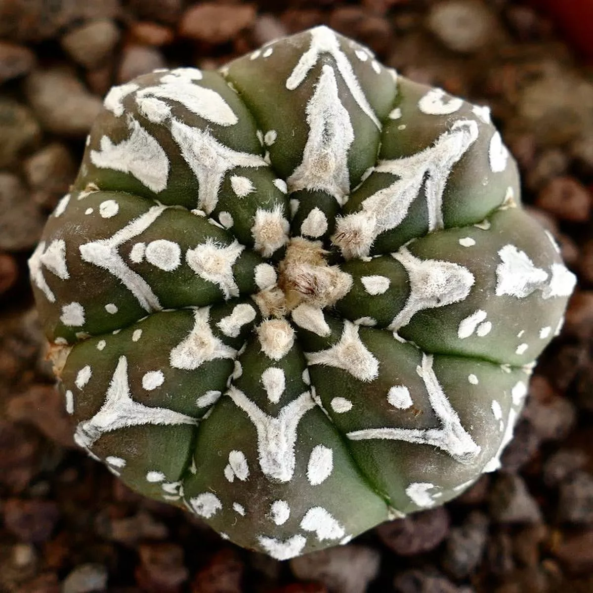Astrophytum asterias SUPERKABUTO V-TYPE