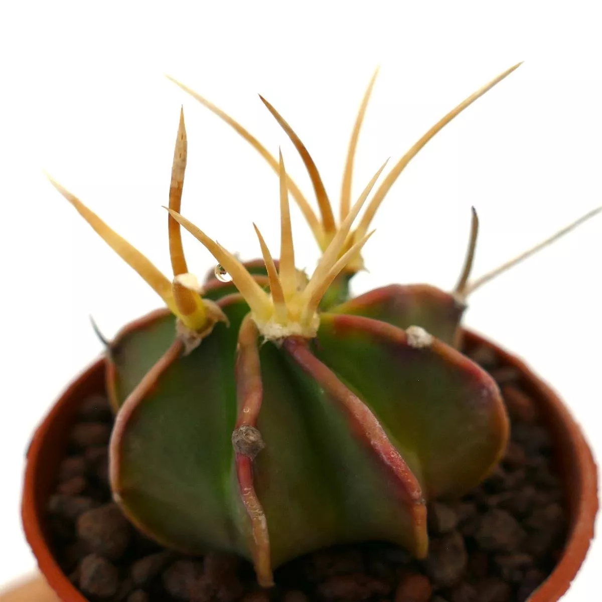 Astrophytum capricorne BUFFALO form AUREA