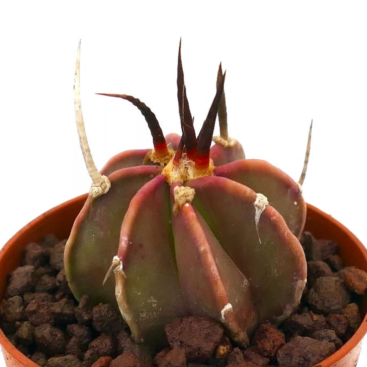 Astrophytum capricorne BUFFALO SELECTED