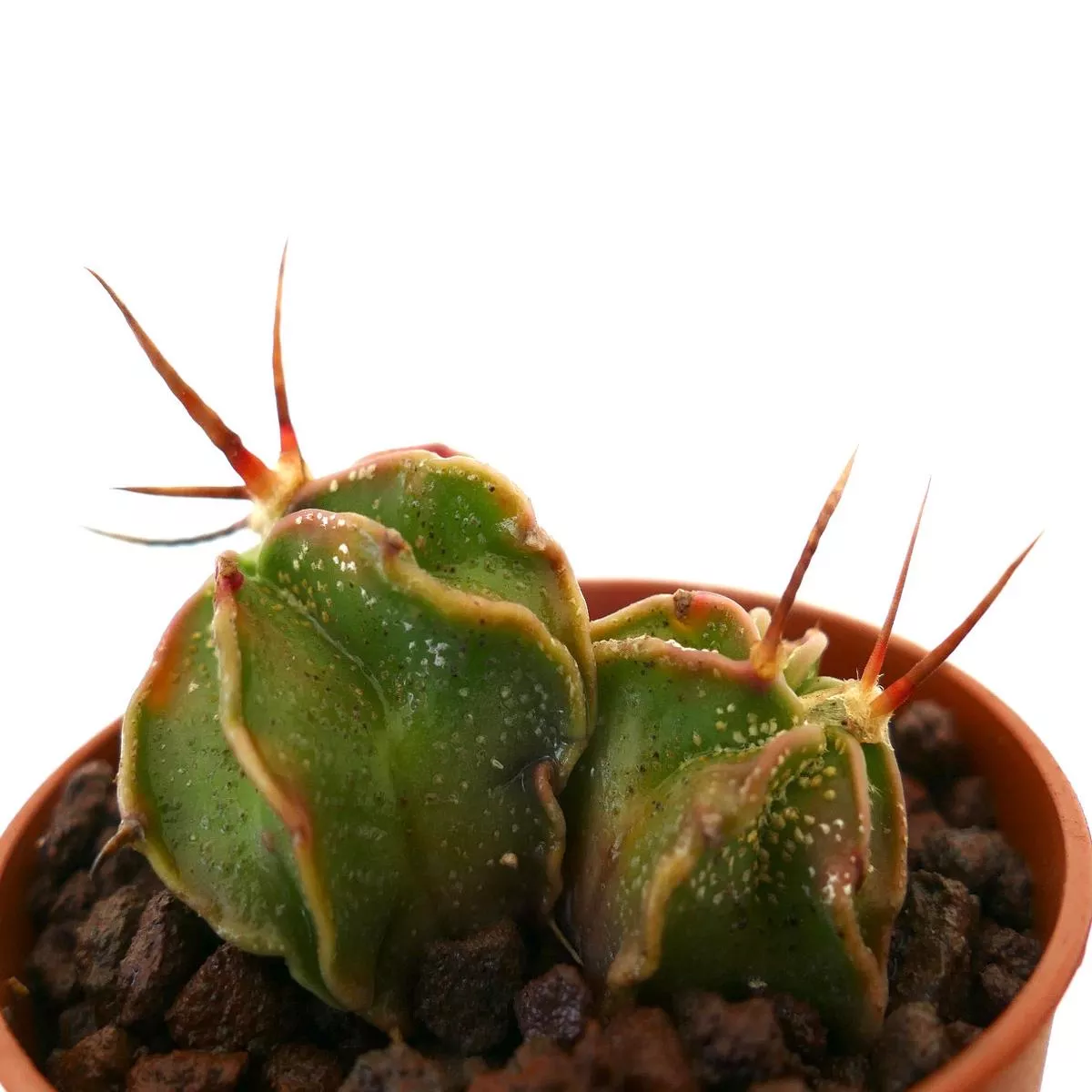 Astrophytum capricorne