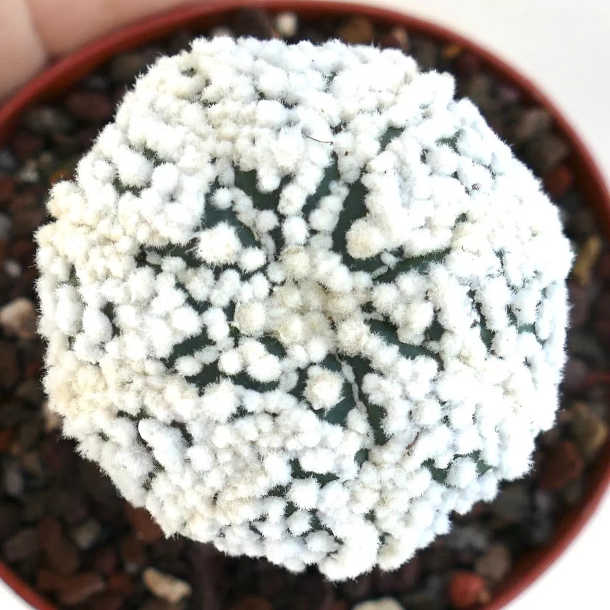 Astrophytum cv HANAZONO grafted 99JP7