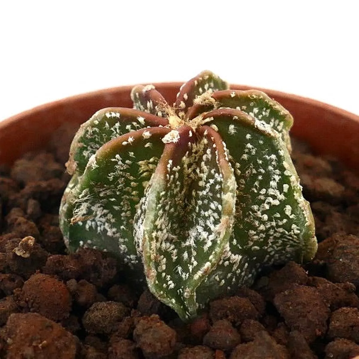 Astrophytum cv THAYO MULTIPUNCTATUM STM1