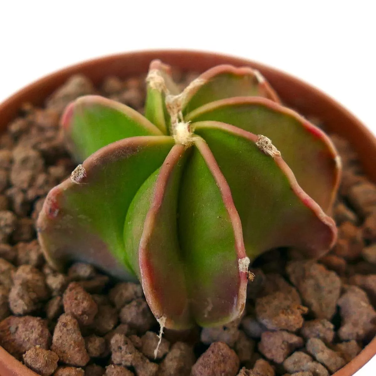 Astrophytum cv THAYO NUDUM