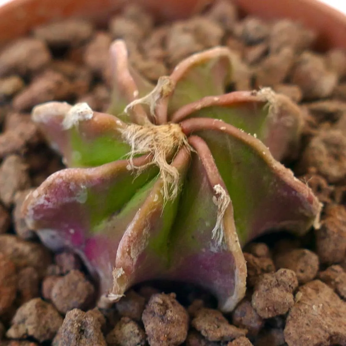 Astrophytum cv THAYO WOOLY APEX