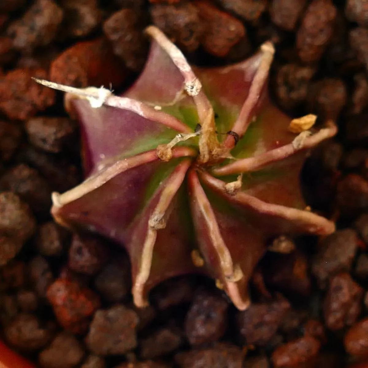 Astrophytum cv THAYO x CAPRICORNE RED