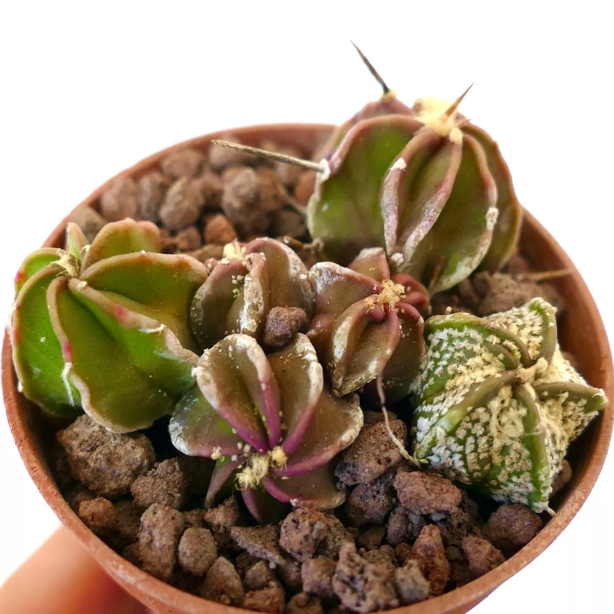 Astrophytum HYBRIDS SEEDLINGS FULL POT