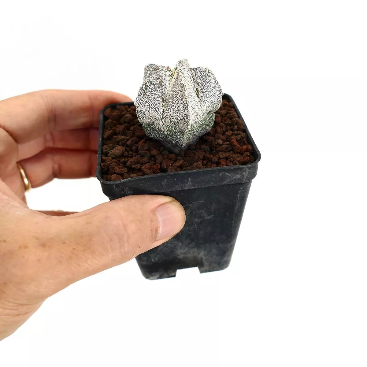 Astrophytum myriostigma cv’ONZUKA ’
