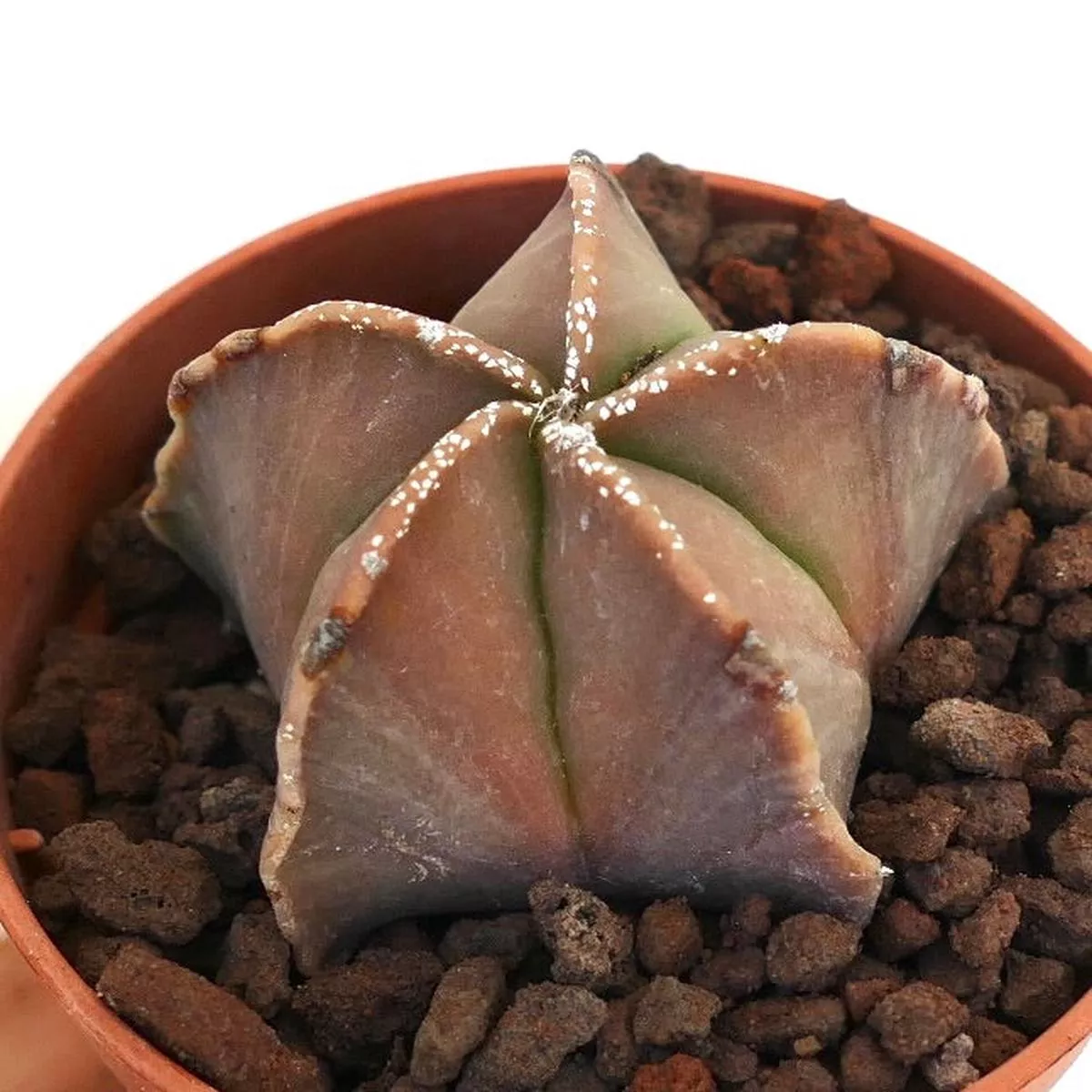Astrophytum myriostigma GREENISH-REDDISH