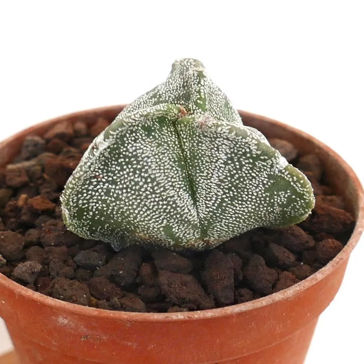 Astrophytum myriostigma var TRICOSTATUM