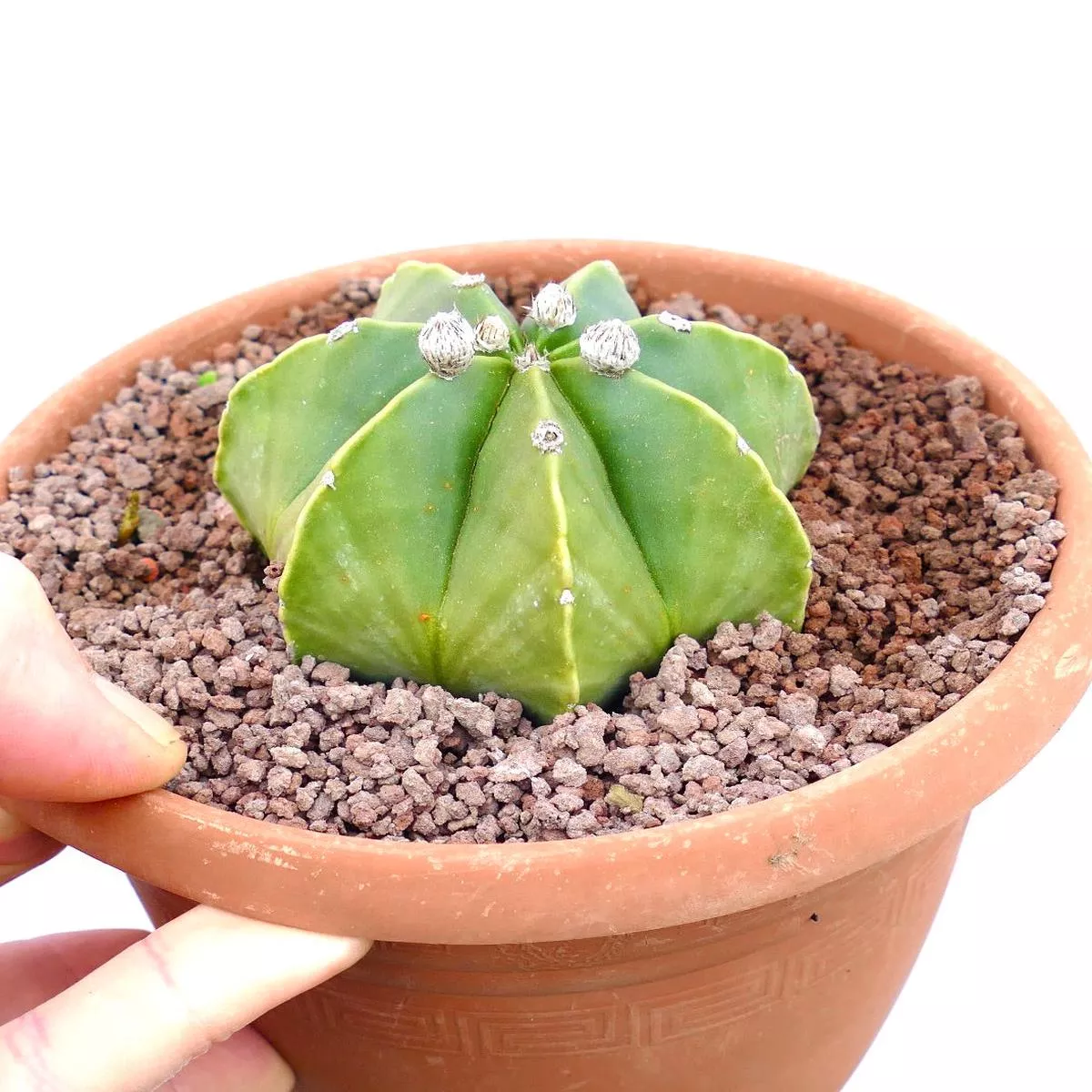 Astrophytum myrisotigma GREEN MULTOCOSTATUM