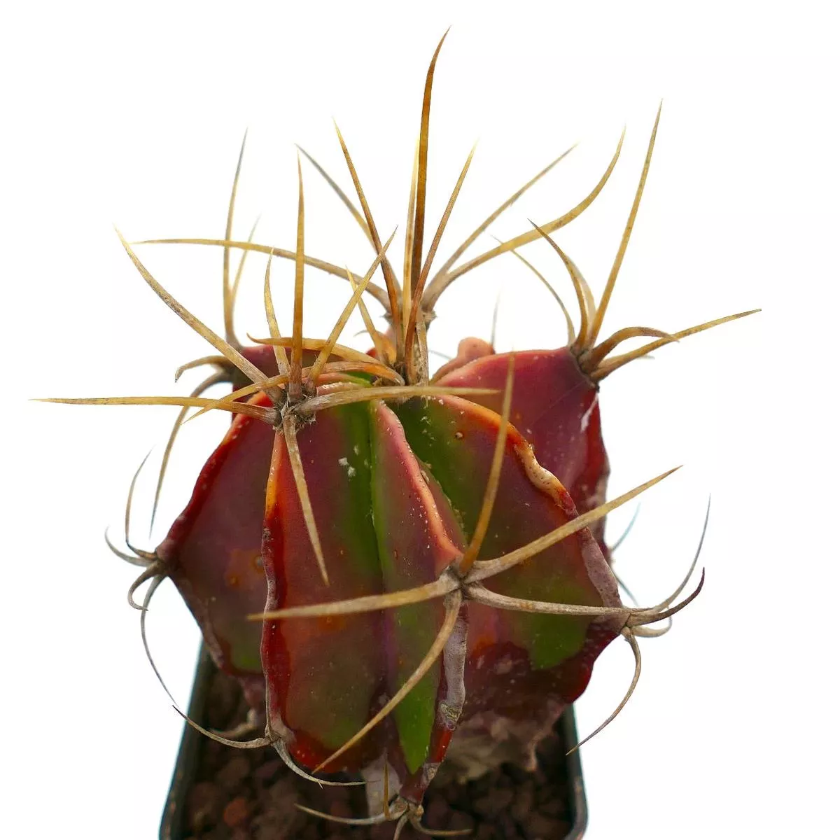 Astrophytum ornatum RED BODY