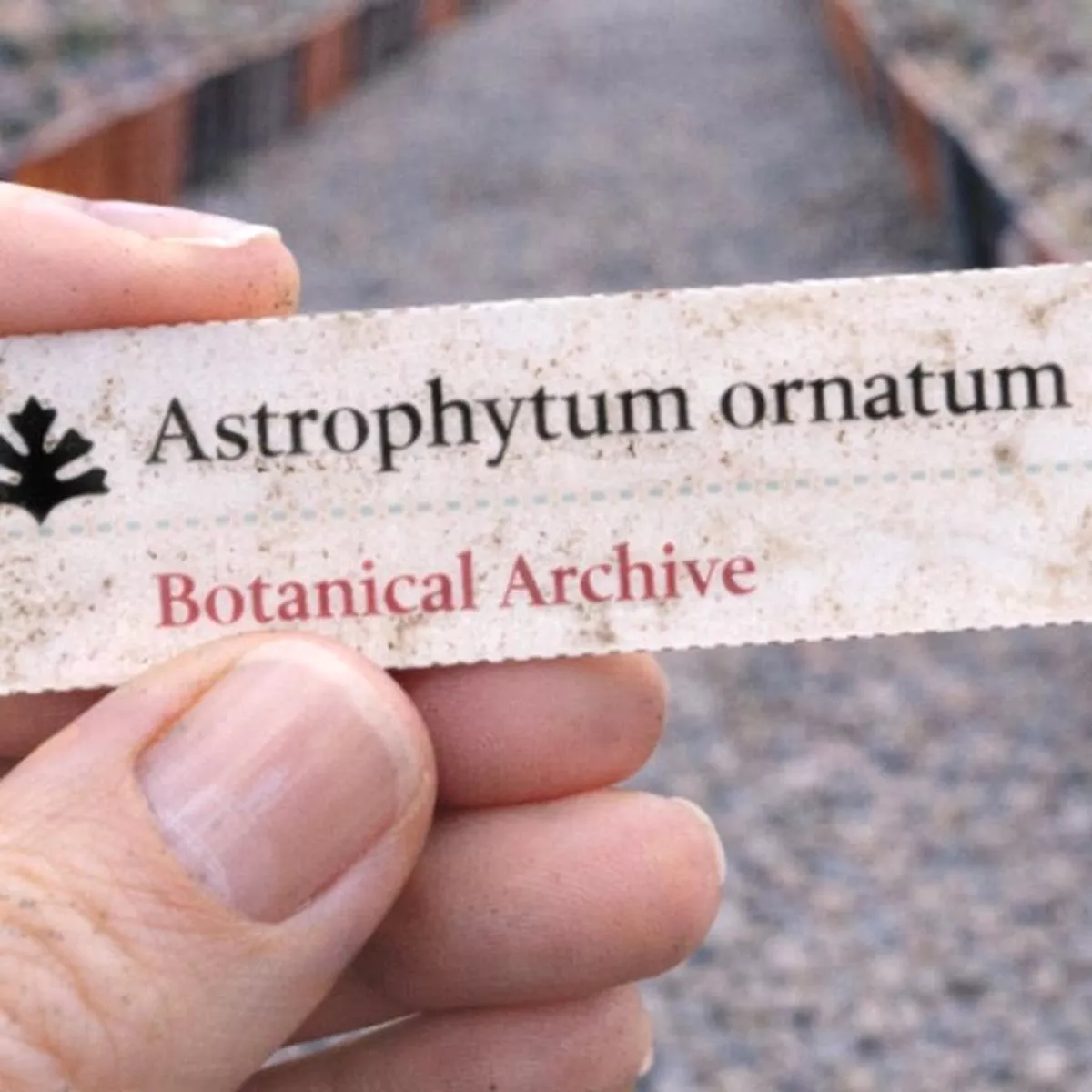 Astrophytum ornatum SEEDS