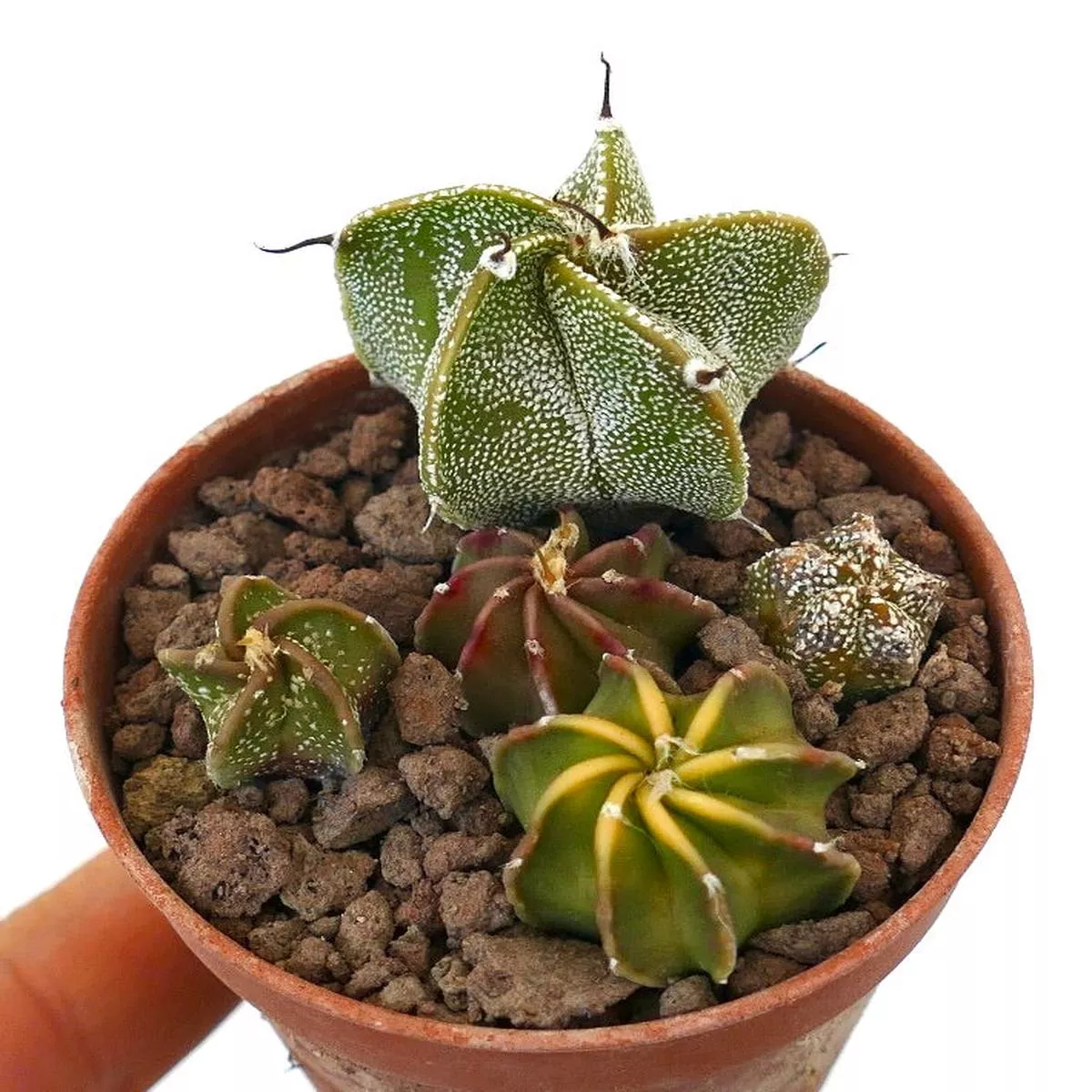Astrophytum SELECTED SEEDLINGS NICE POT