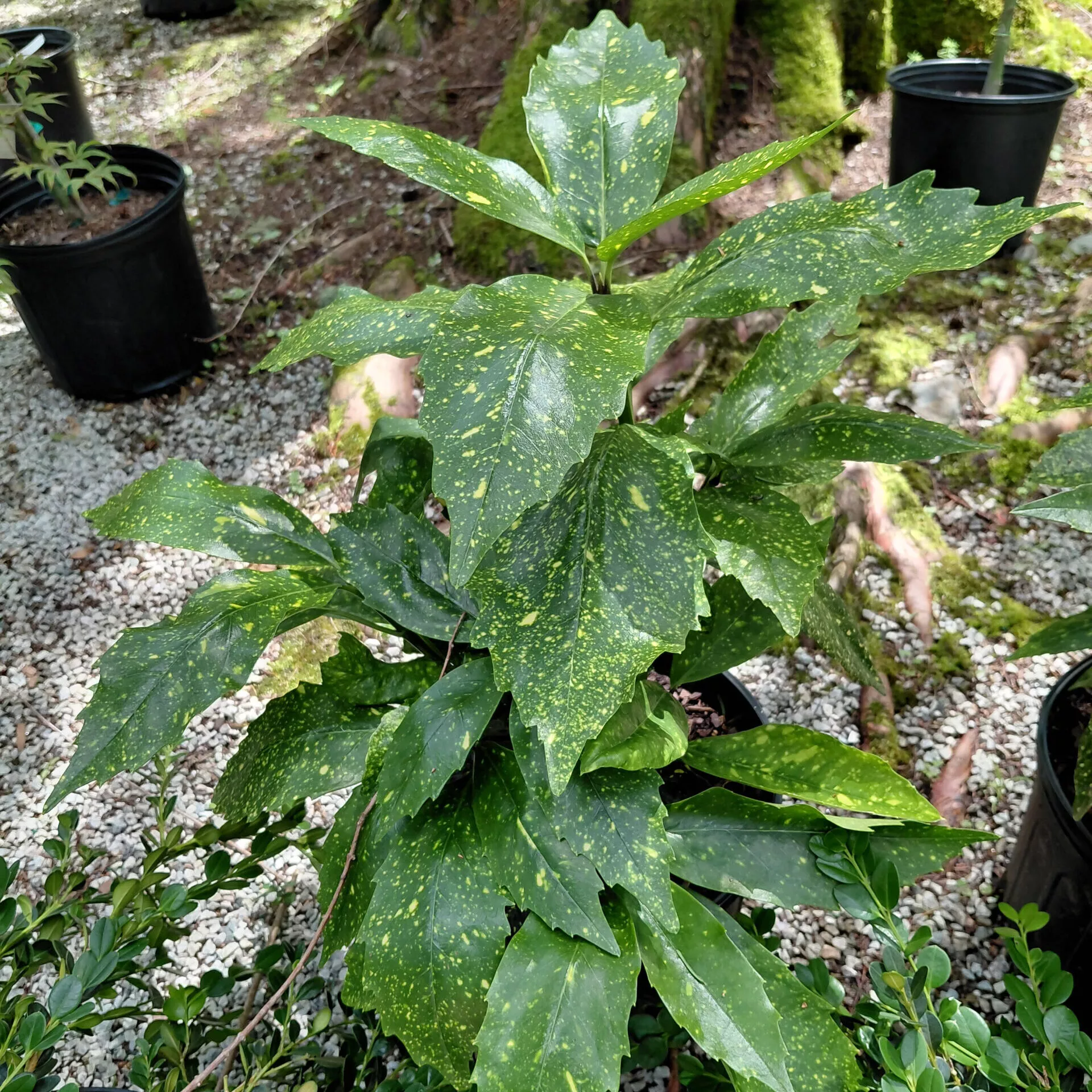 Aucuba japonica ‘Gold Dust’