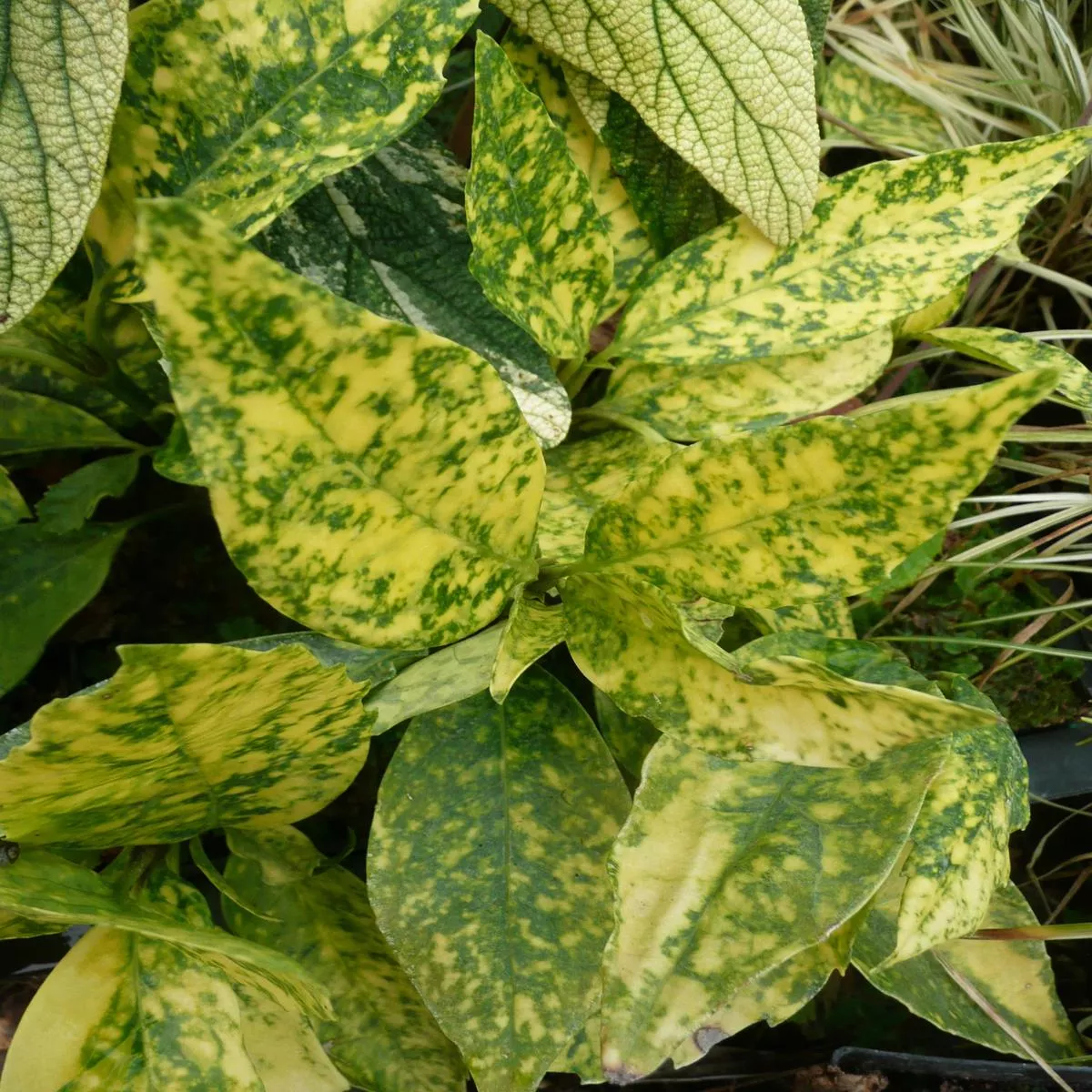 Aucuba japonica’Merced ’