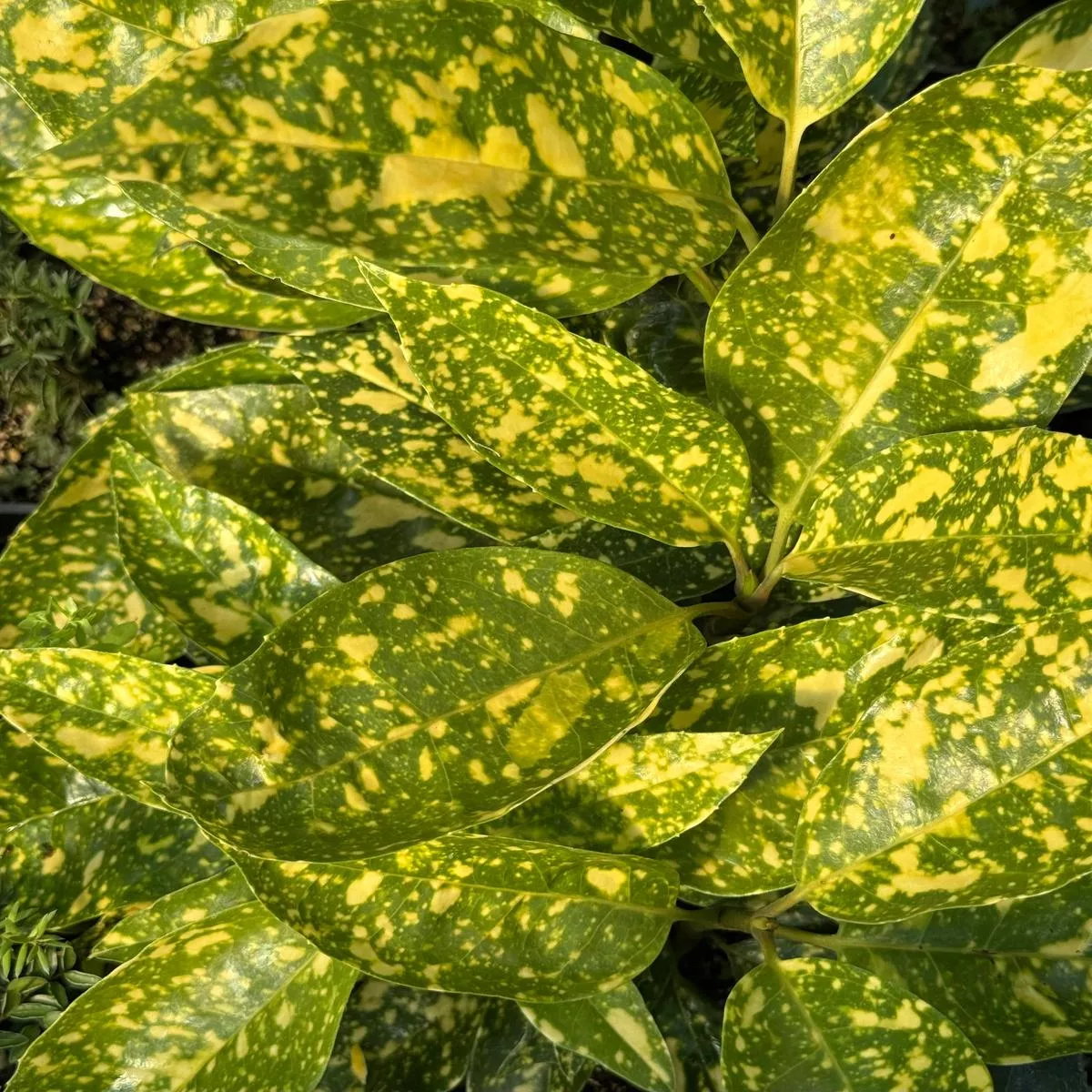 Aucuba japonica’Pop Star ’