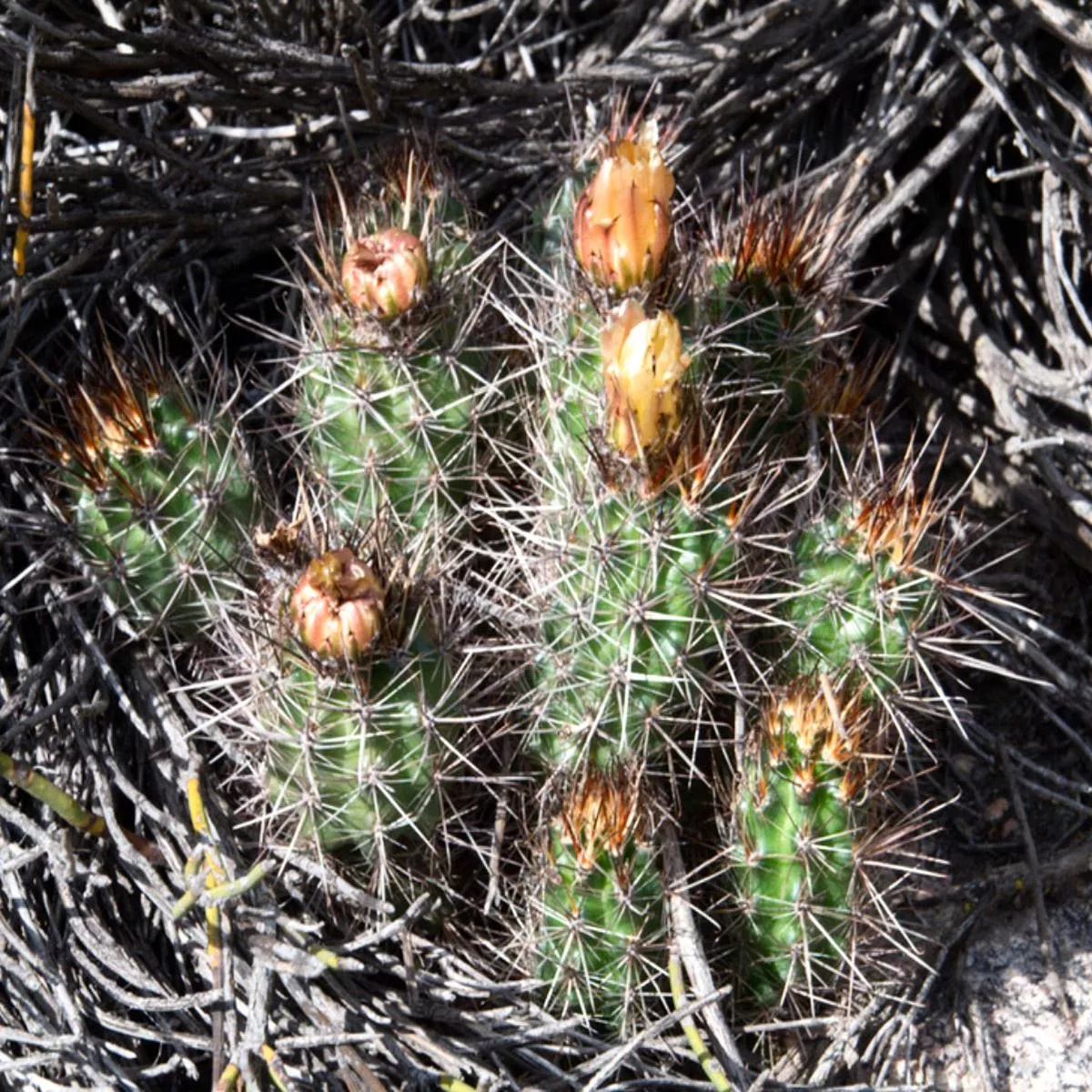 Austrocactus philippiiSEEDS