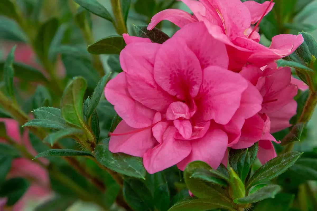 Autumn Empress Encore Azalea Shrub – 3 Gallon