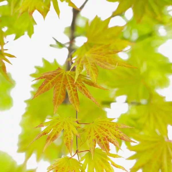 Autumn Moon Japanese Maple