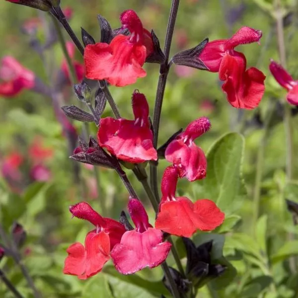 Autumn Sage – 5 Gallon