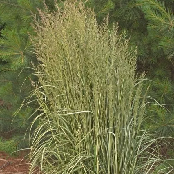 Avalanche Feather Reed Grass – #1 Container