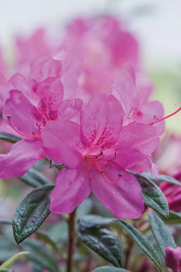 Azalea ‘Conlee’ Encore Autumn Amethyst