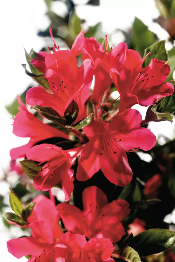 Azalea ‘Conler’ Encore Autumn Ruby™