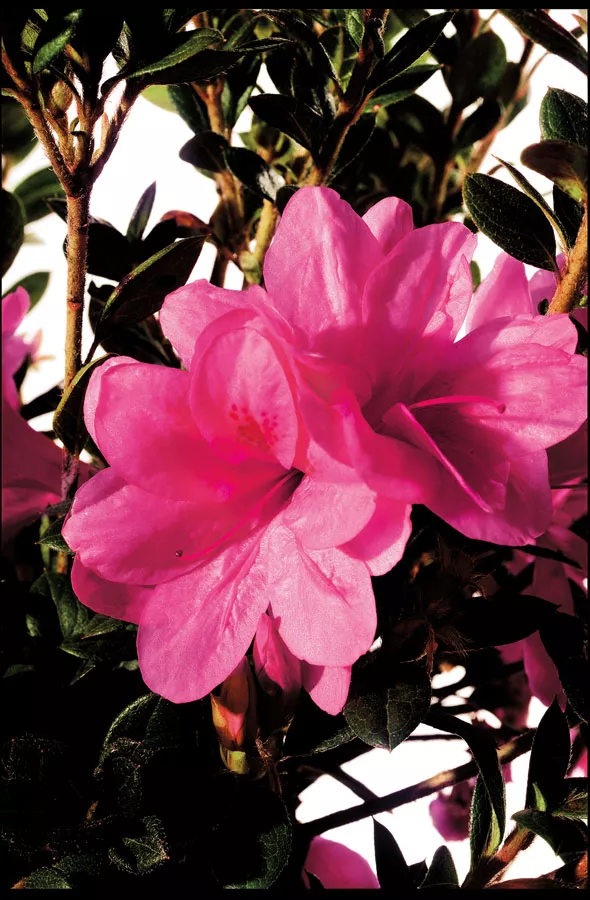 Azalea ‘Conles’ Encore Autumn Empress™