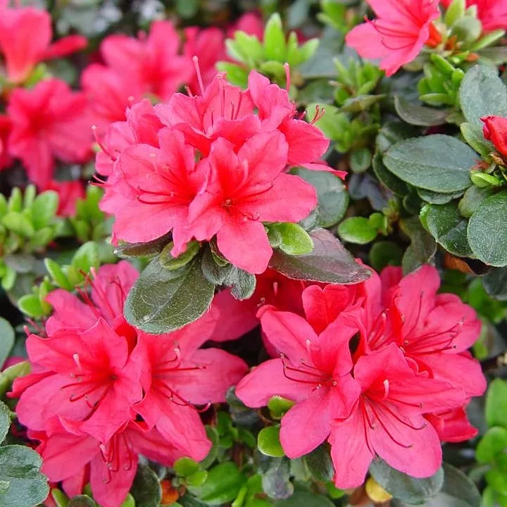 Azalea"Girard's Rose"
